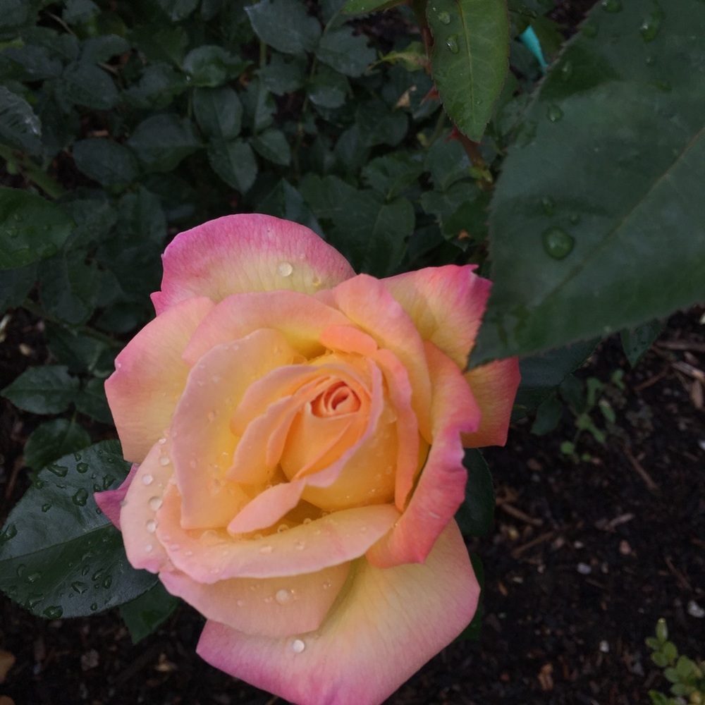 Meet your Posher, Cheryl